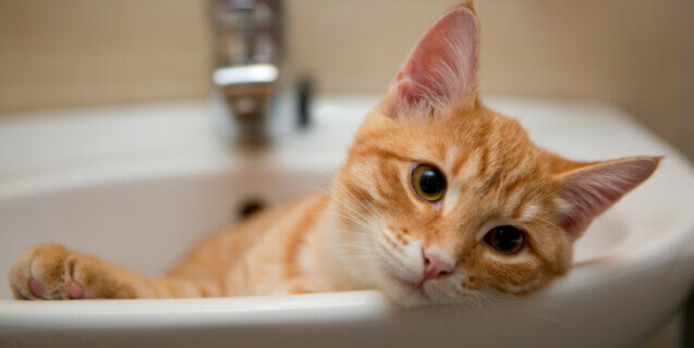Orange Cat Lying in Sink