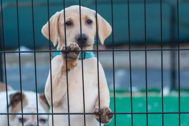 Young Dog in Cage