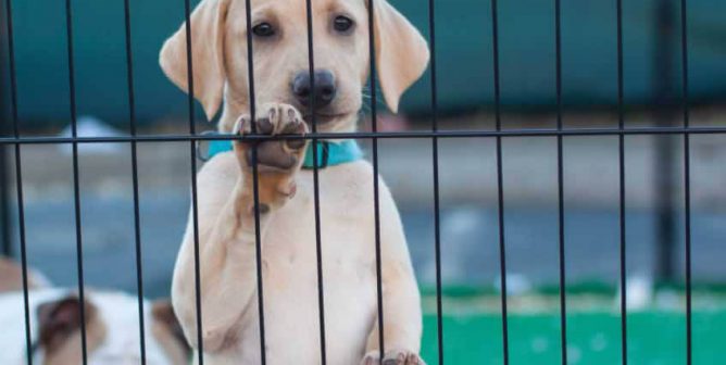 Labrador retriever standing with paws on bars
