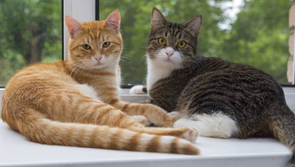 PETA’s Catio-Building Guide Will Help You Create a Safe Outdoor Space for Your Cats