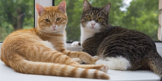 Two tabby cats hanging out on windowsill