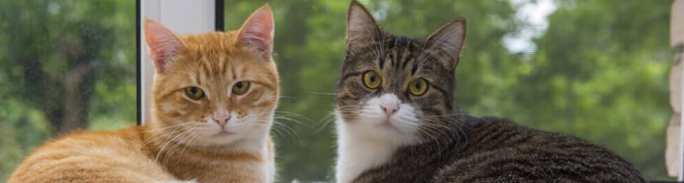 Two tabby cats hanging out on windowsill