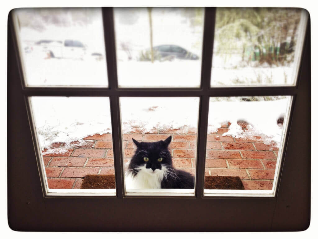 Cat Looking In Through Window