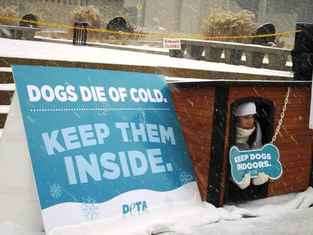 Snow Falls as PETA Protester Demonstrates How Cold Weather Affects Dogs