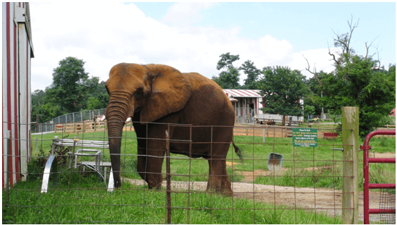 Elephant Alone in Pen