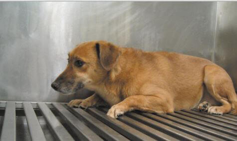 Maxine, a Dog Used in Experiments