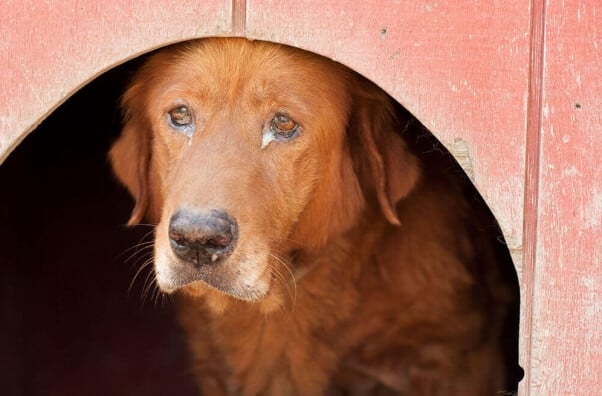 sad-dog-CAP