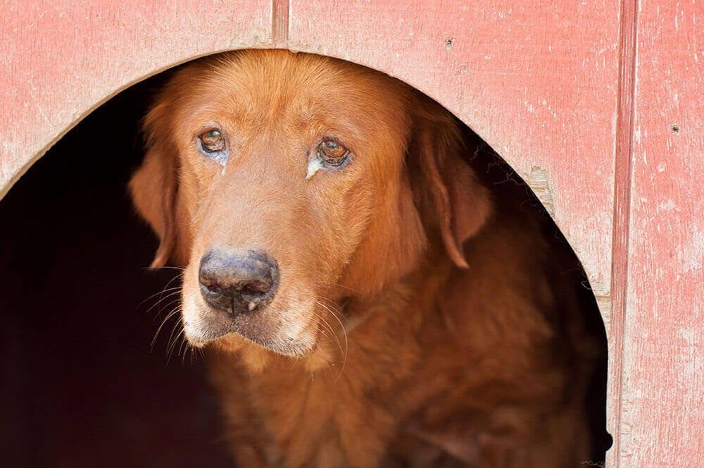 Low Cost Dog and Cat Shots in Northern California Young Toby The