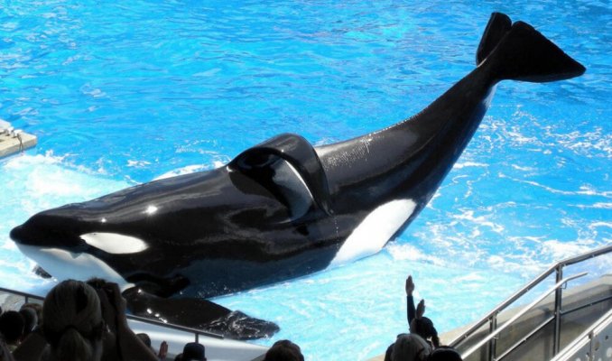 Debate Kit: Should Marine Mammals Be Held in Amusement Parks? | PETA