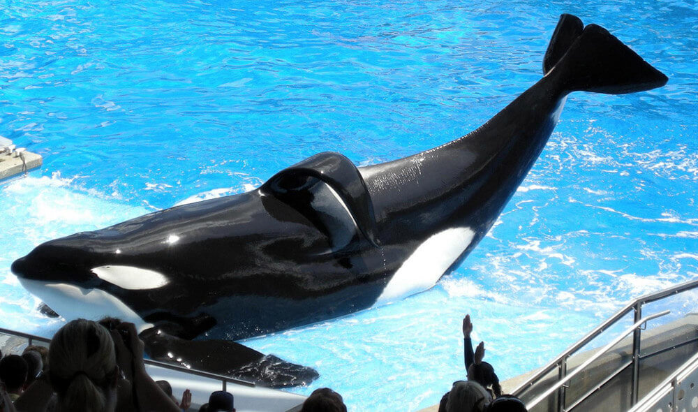 tilikum