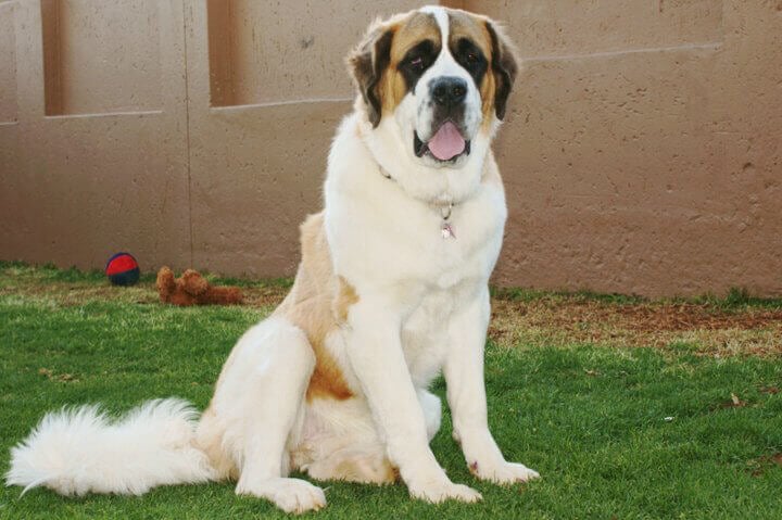 SONY DSC purebred dogs st bernard