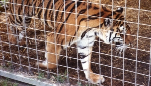 Is There Such a Thing as a Reputable Roadside Zoo? What You Need to Know