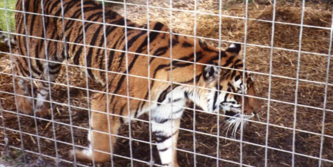 Is There Such a Thing as a Reputable Roadside Zoo? What You Need to Know