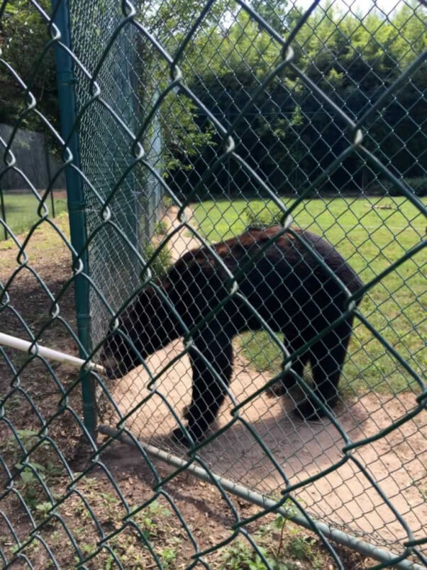 13-thin-looking black bear with poor molt