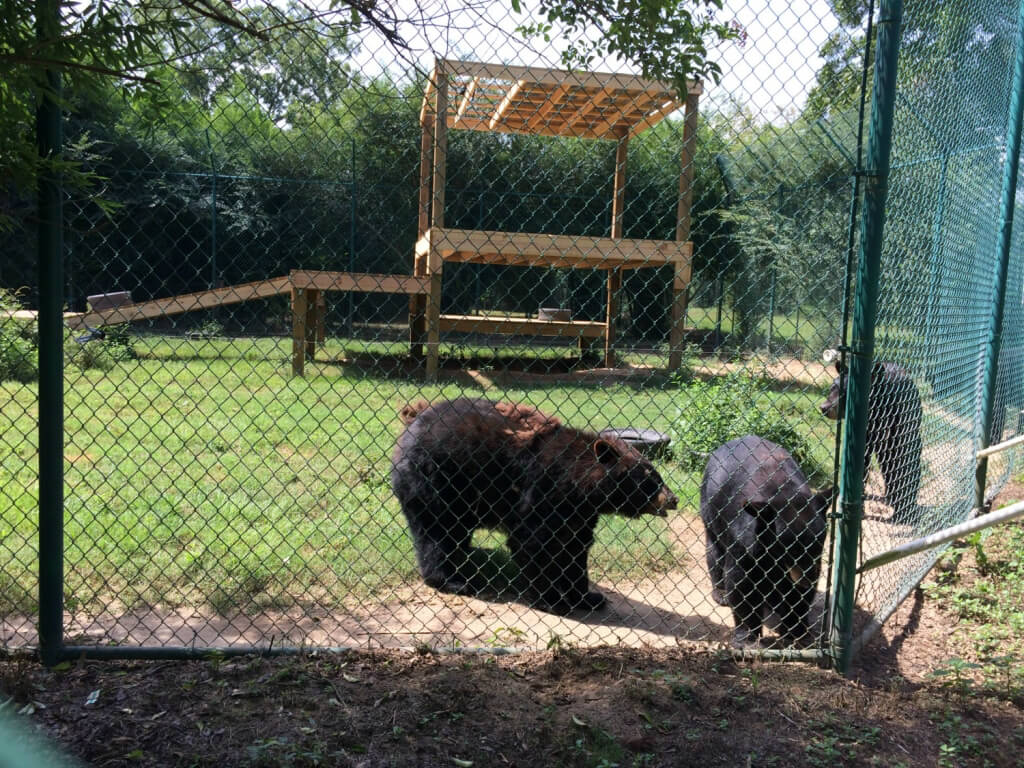 14-black bear with poor molt