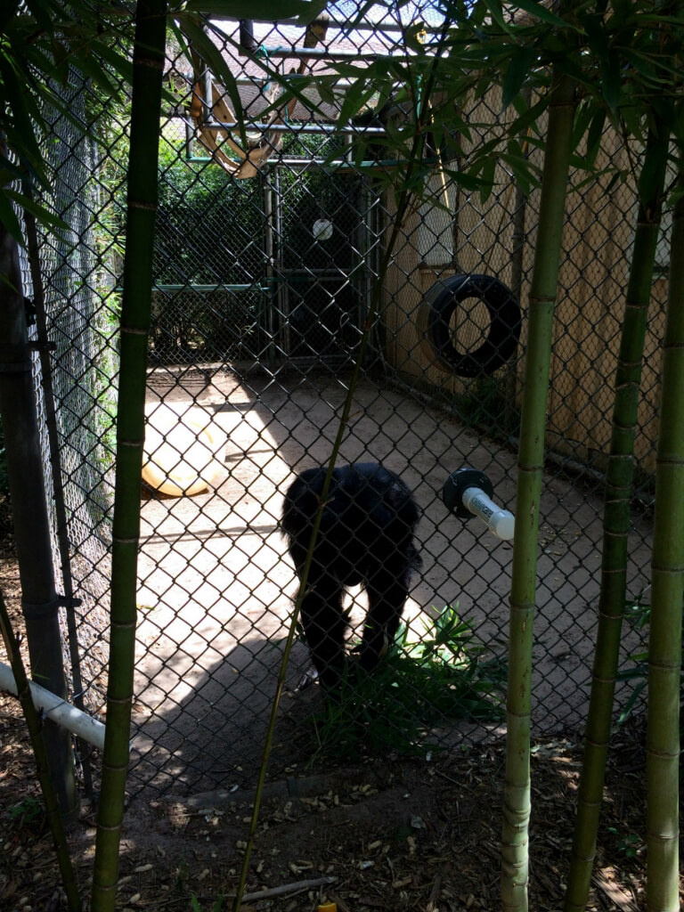 18-Joe the chimp, barren enclosure