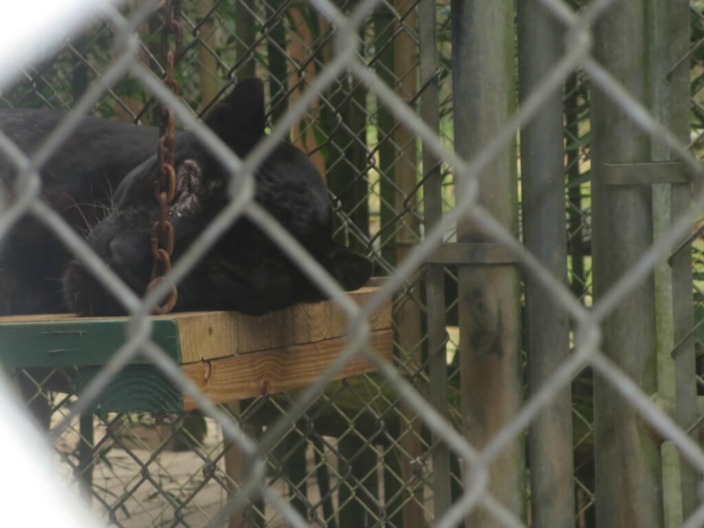 2014-08-29_16_Black Leopard with eye condition_IMG_0927