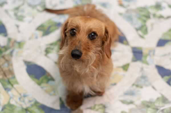 Alfalfa, Dog Rescued by PETA and Available for Adoption