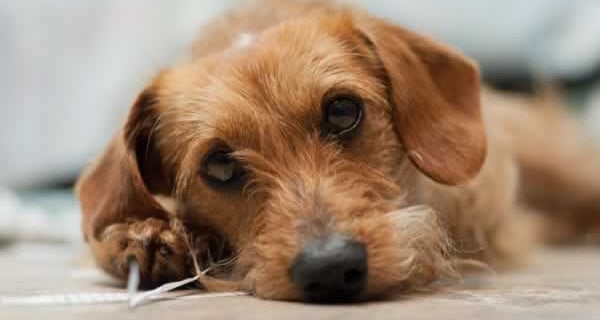 Alfalfa, Dog Rescued by PETA and Available for Adoption
