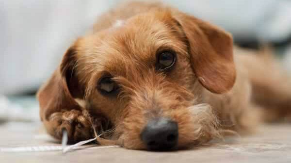 6 Tips for Safe Dog Grooming
