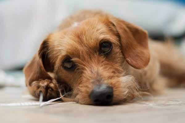 Alfalfa, Dog Rescued by PETA and Available for Adoption