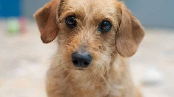 Dogs Understand Inequality and Empathy