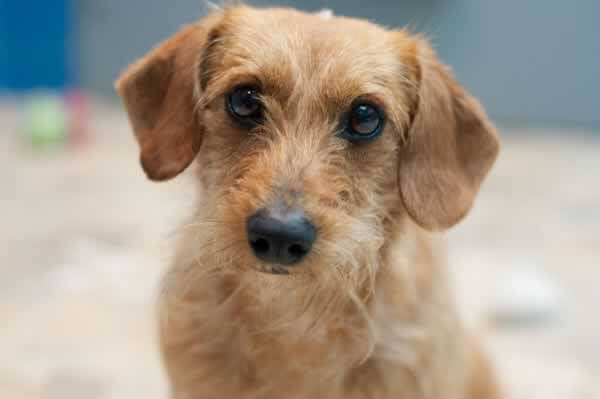 Alfalfa, Dog Rescued by PETA and Available for Adoption
