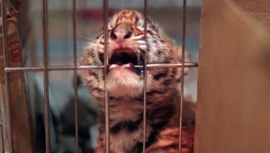 Pledge Never to Go to a Circus That Uses Animals