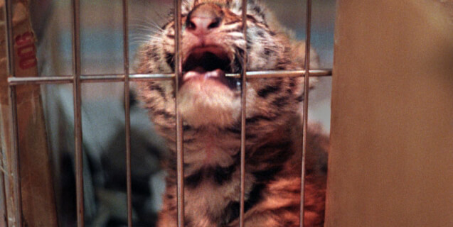 Caged Baby Tiger