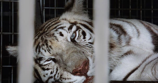 Caged-White-Tiger