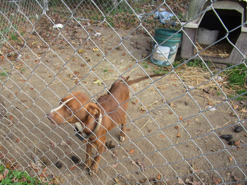Emaciated Backyard Dog