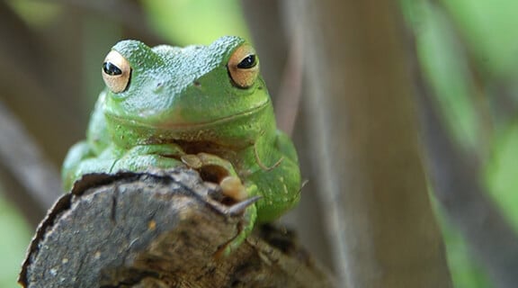 Cute-Green-Frog-1024x649