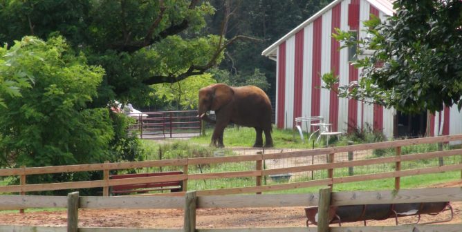 lone elephant natural bridge zoo