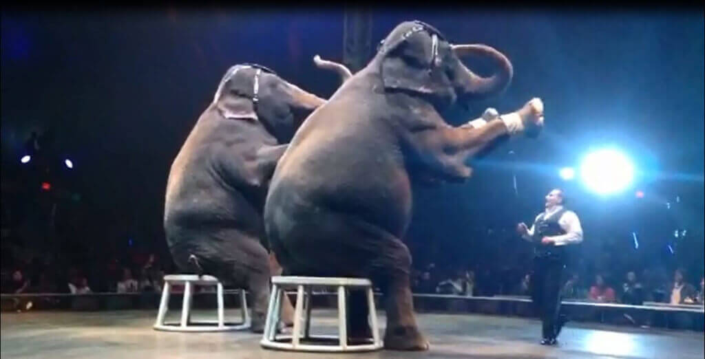 Elephants Sitting back Universoul Cindy Asian Ele (4)