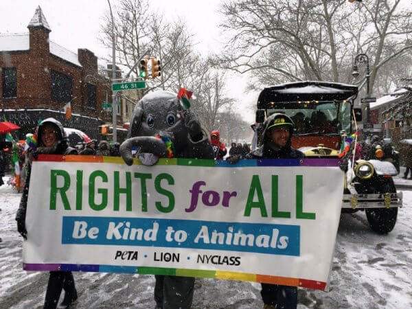 PETA's eCarriage in Queens St. Pat's For All Parade