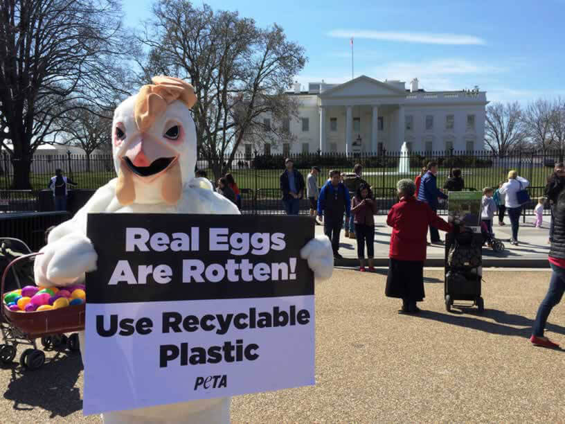 PETA 'Chicken' Visits the White House Easter Egg Roll