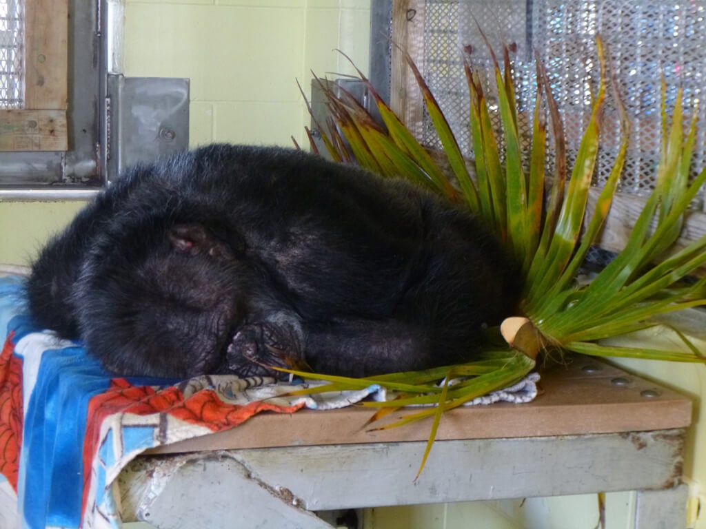 Iris Sleeping Chimpanzee resche