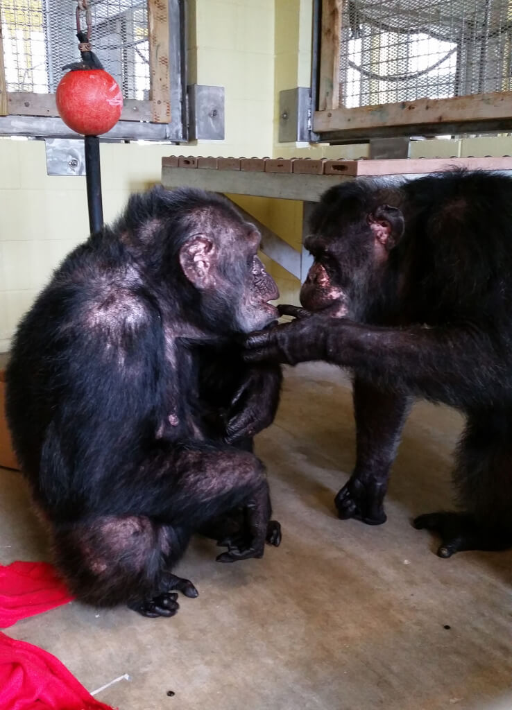 Iris chimpanzee rescue abdul