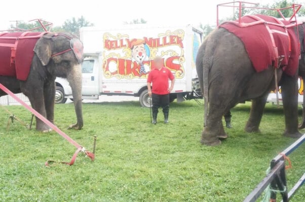 Elephants with the Kelly Miller circus and a trainer with a bullhook. 
