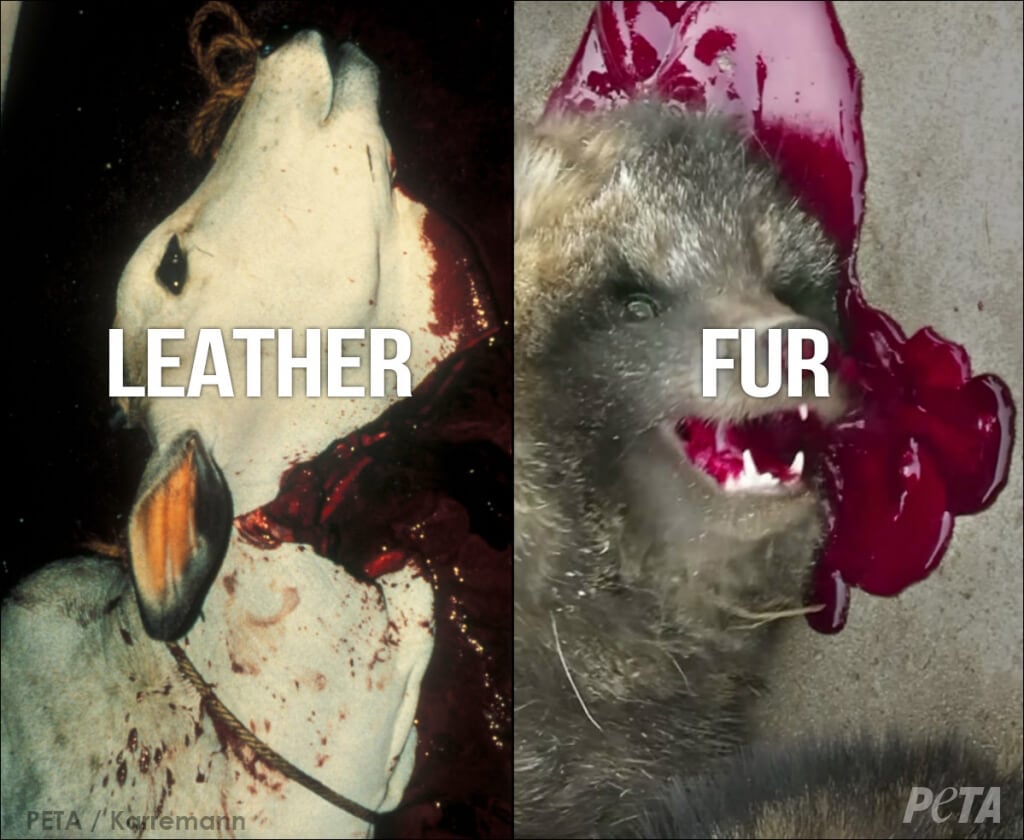 LEFT TO DIE Leather vs Fur