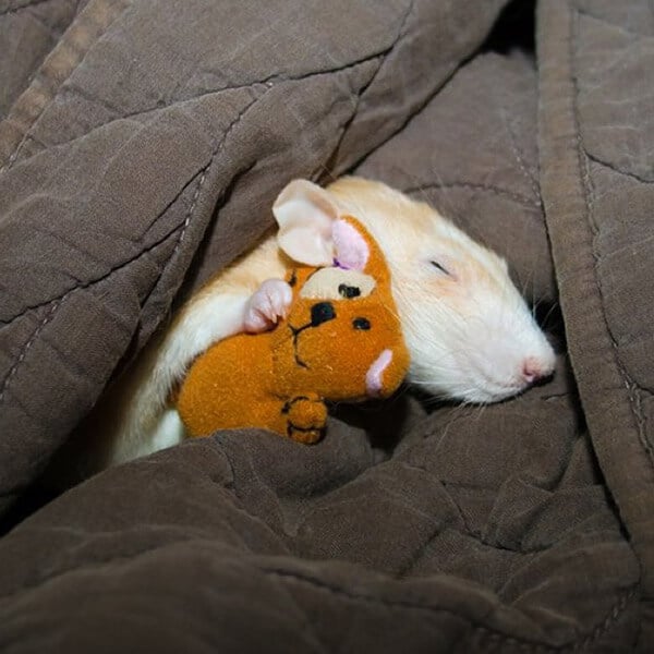 Marty Asleep