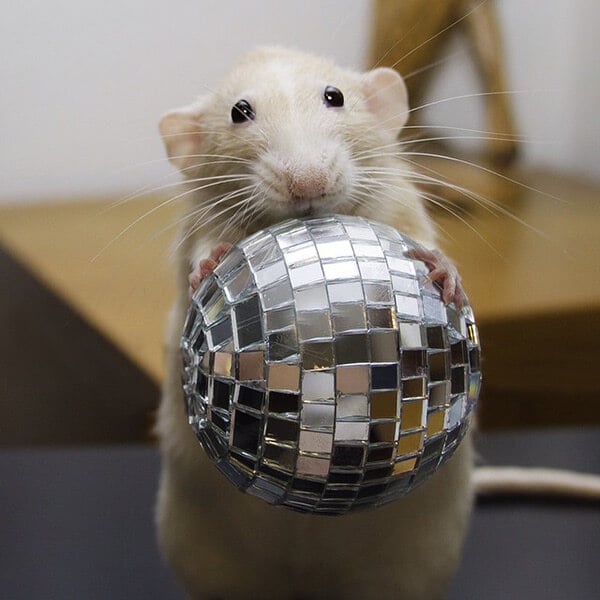Marty with Disco Ball