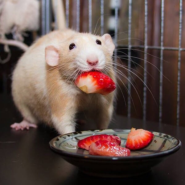 Marty with Strawberries
