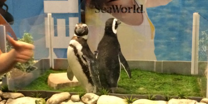 peguins used behind glass in captivity