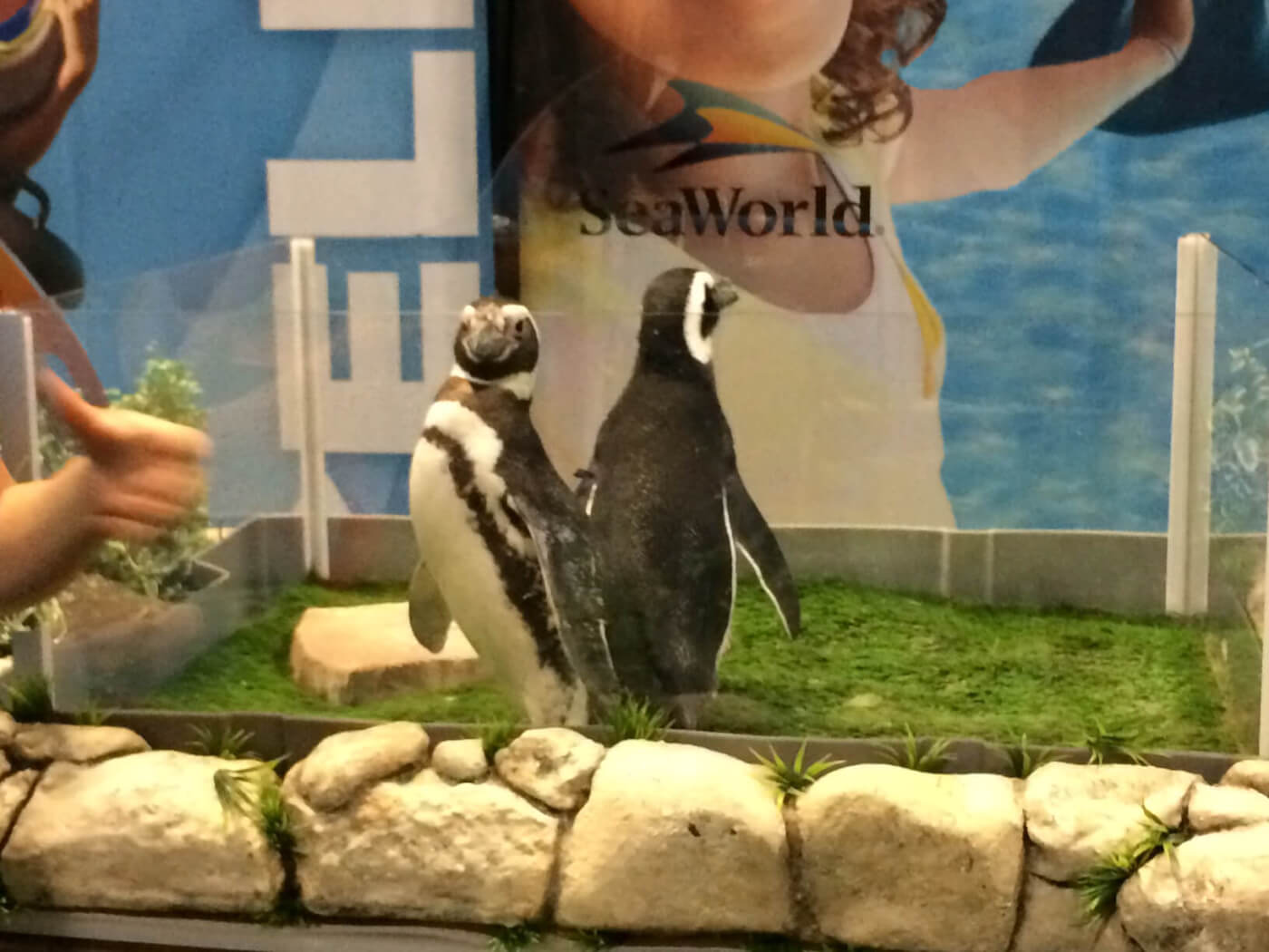 peguins used behind glass in captivity