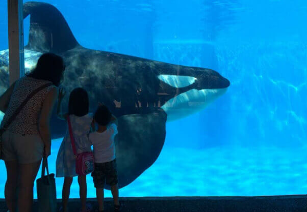 SeaWorld Orca in Tank