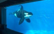 7 Things That Are Bigger Than an Orca Tank at SeaWorld
