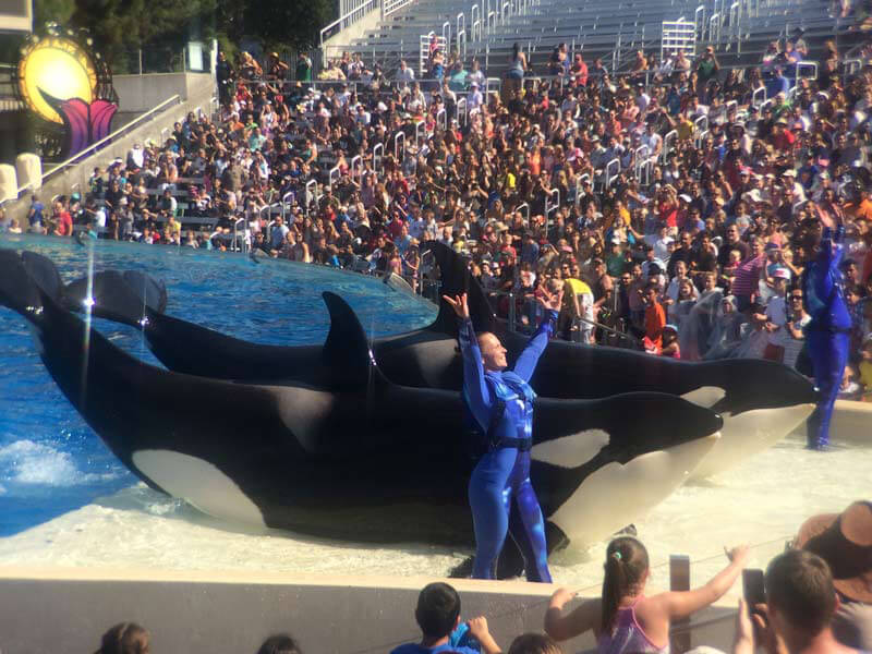 One Difference Between SeaWorld And Ringling Bros. | PETA