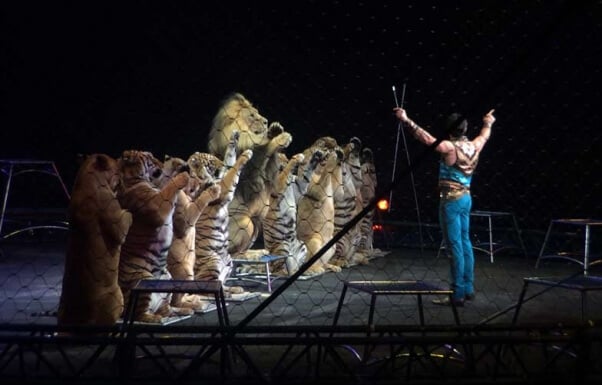 Ringling Bros Tiger Performance