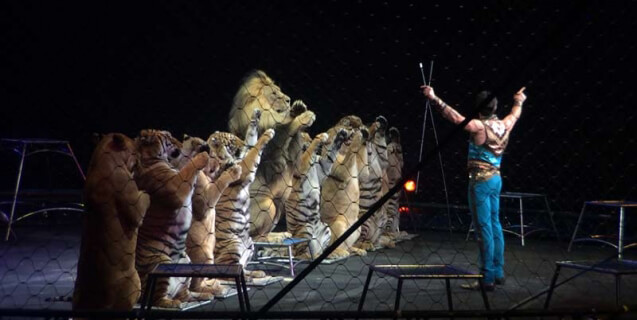Ringling Bros Tiger Performance